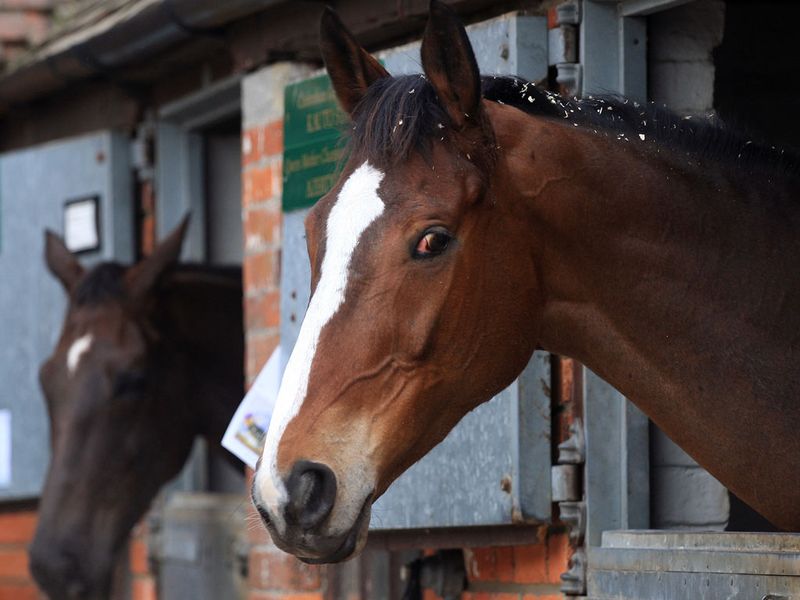 So he and next door neighbour Denman head to Cheltenham.