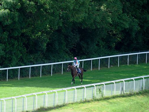 Frankel all alone after his easy win&nbsp;