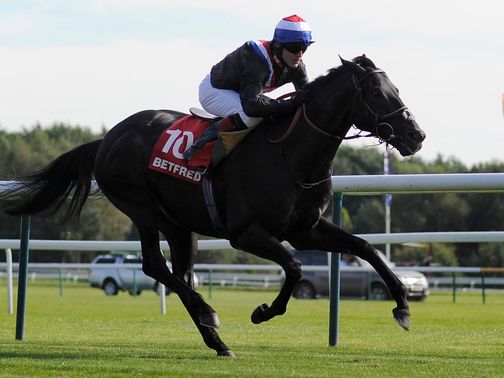 Society Rock: Can win the Champions Sprint