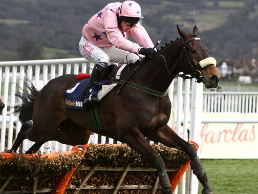Go Native: Fell at Punchestown on Sunday
