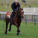 He strides out well under Shane Featherstonhaugh...
