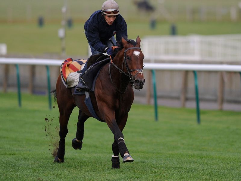 He strides out well under Shane Featherstonhaugh...