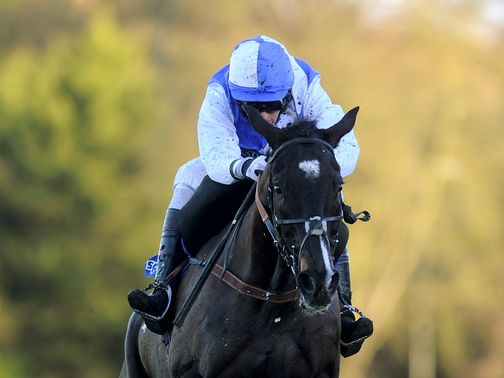 Bold Sir Brian: Gold Cup entry