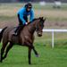 Former Gold Cup winner Imperial Commander works before racing.