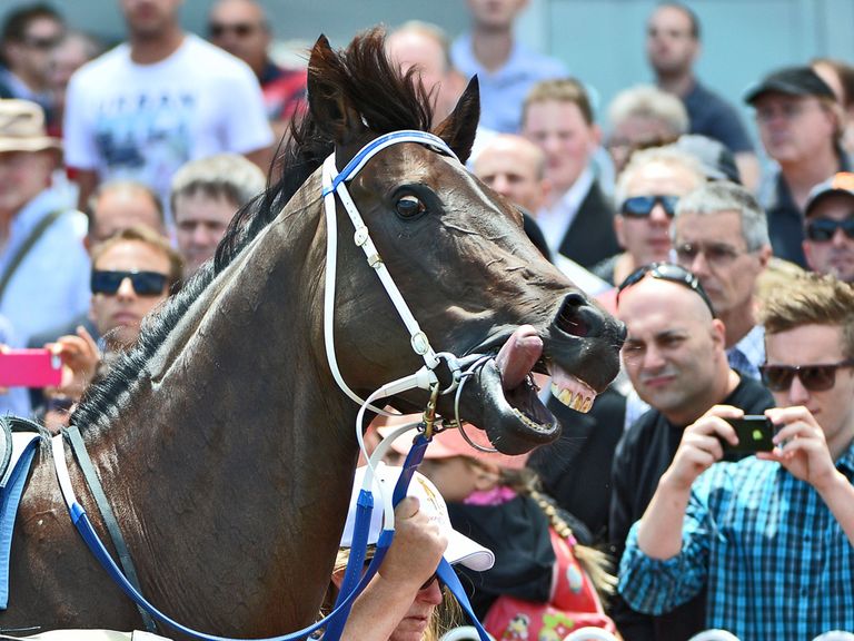 Black Caviar: In rude health as she works at Caulfield