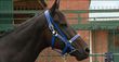 Black Caviar retires