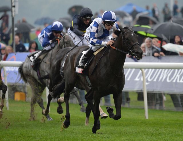 Pin On 2016 Group And Graded Stakes Winners