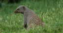 WATCH: Mongoose invasion!