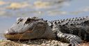 WATCH: Alligator encounter!