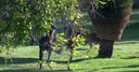 WATCH: Kangaroos fight in Perth
