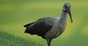 WATCH: Bird race stops play!
