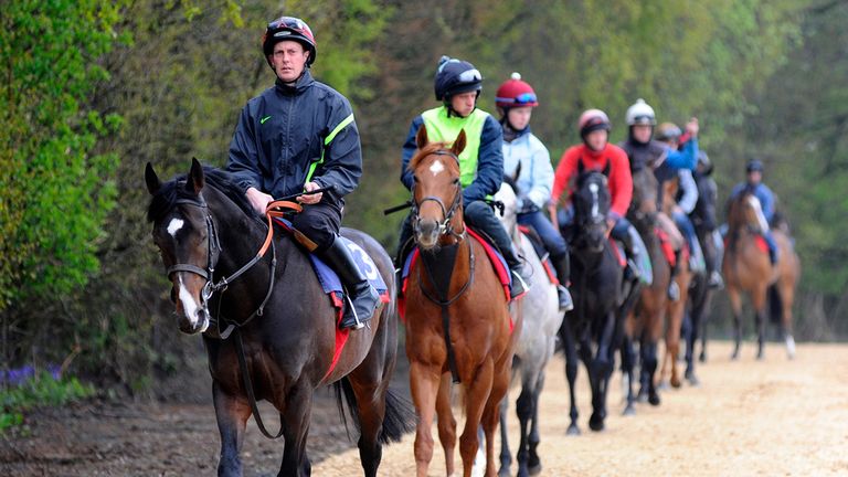 Toormore leads the string to the gallops during a visit to Richard Hannon's Herridge Racing Stables