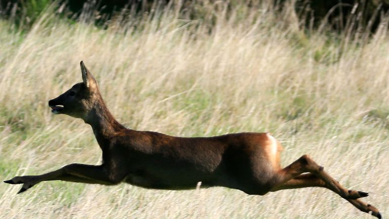 The deer is back ... and seen running across the Gleneagles course