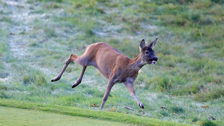 A startled deer made an appearance at Gleneagles