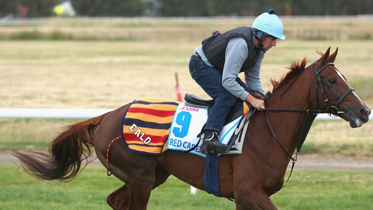 MELBOURNE, AUSTRALIA - OCTOBER 28:  Red Cadeaux works down the straight during a trackwork session at Werribee Racecourse on October 28, 2014 in Melbourne.