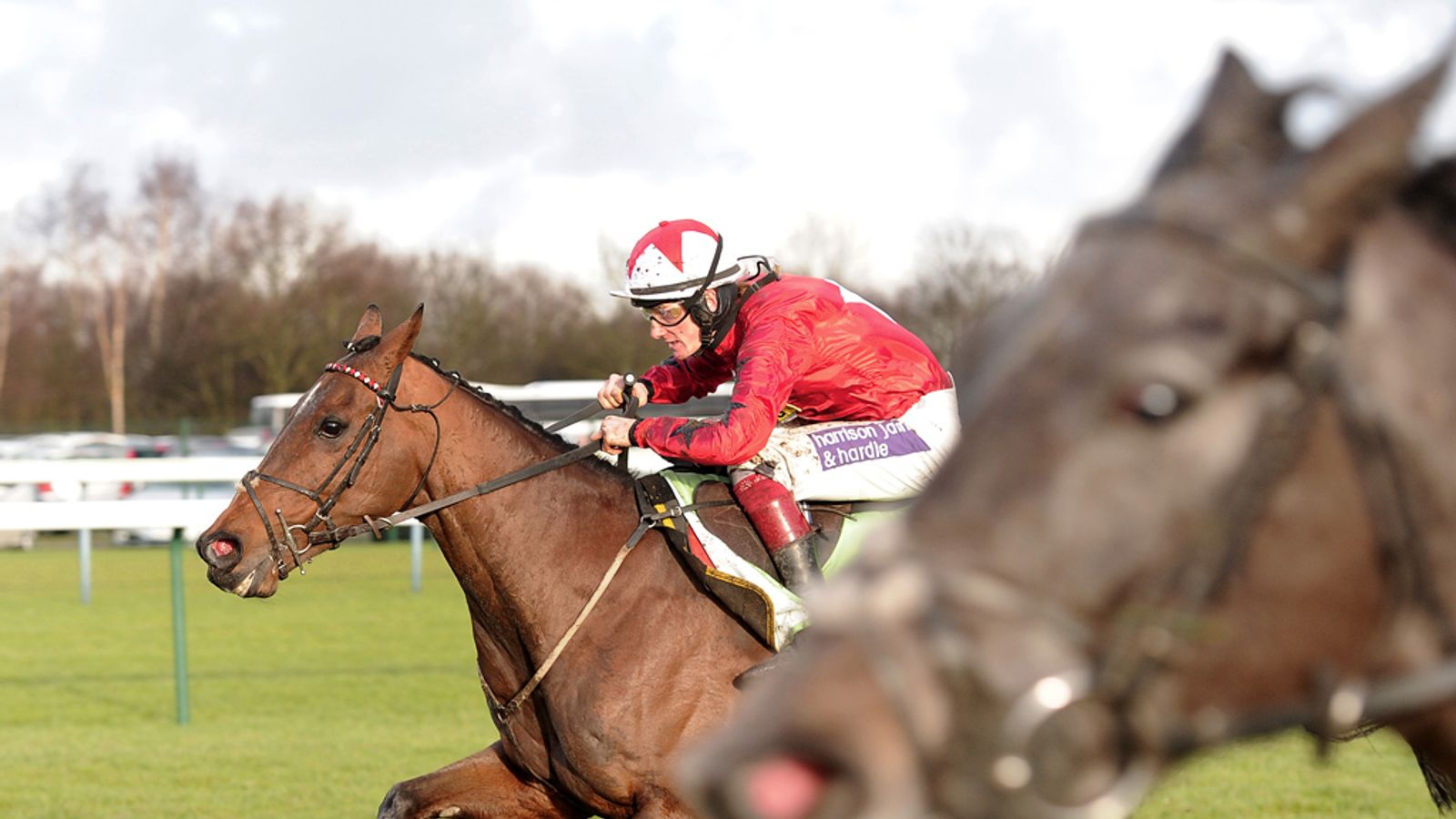 Clean bill of health for The New One after Haydock victory | Racing ...