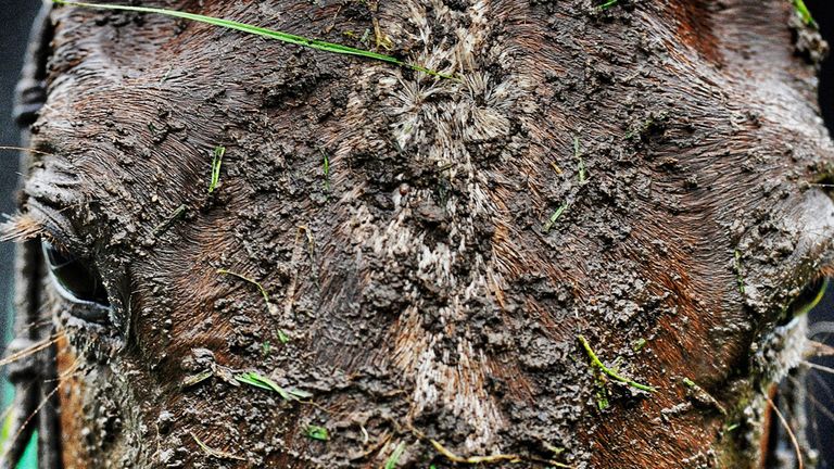 ESHER, ENGLAND - JANUARY 03:  A very muddy day at Sandown racecourse.