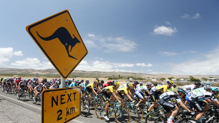 The peleton rides past a roadsign warning of kangaroos during Stage 5 of the 2015 Santos Tour Down Under on January 24