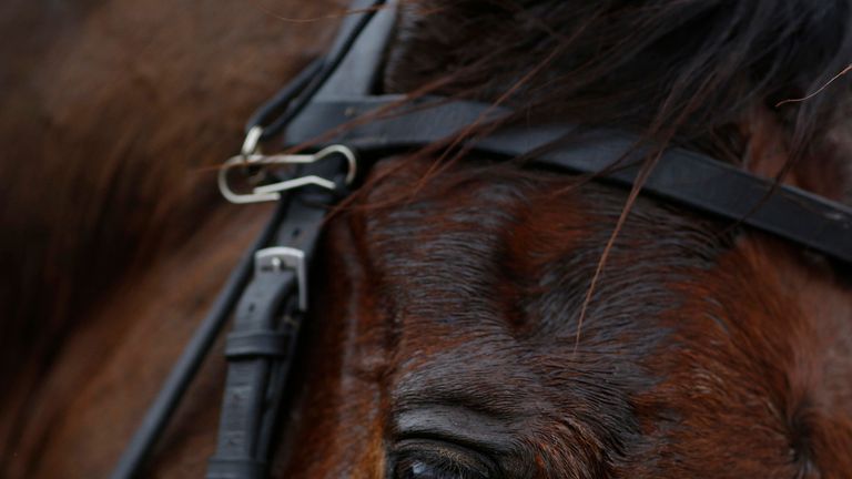DUBLIN, IRELAND - JANUARY 25:  Un De Sceaux at Leopardstown racecourse on January 25, 2015 in Dublin, Ireland. (Photo by Alan Crowhurst/Getty Images)