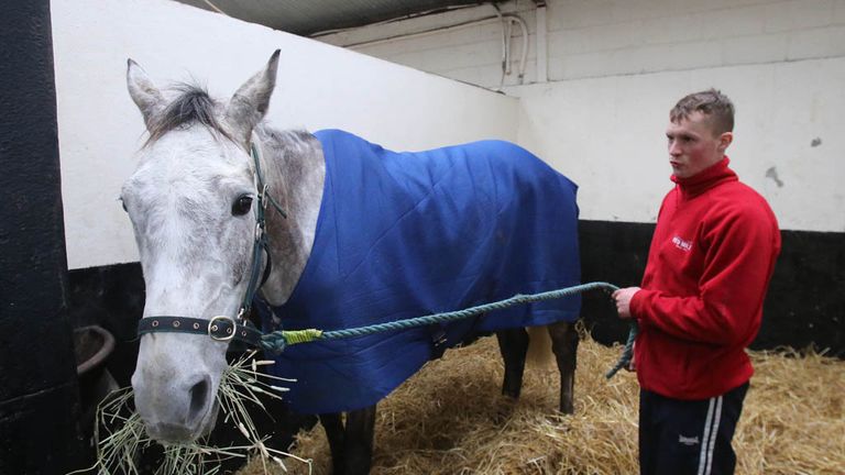 Champagne Fever is tended to by Dermot Keeling during a visit to Closutton, Carlow, Ireland.