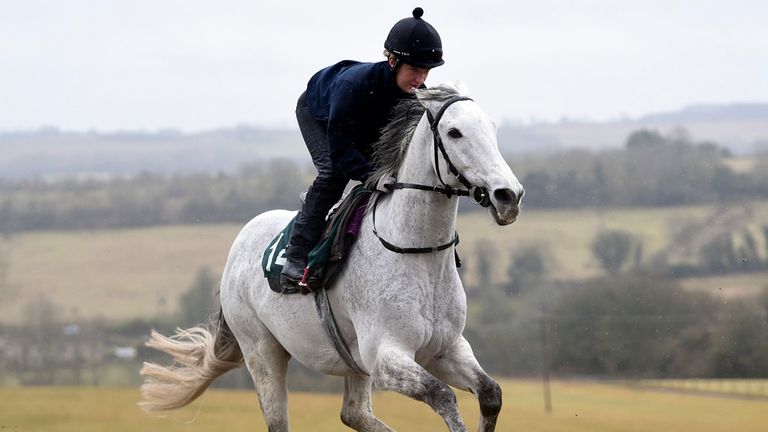 Pigeon Island rides out on the gallops during the stable visit at Grange Hill Farm, Cheltenham.