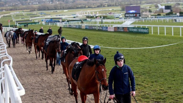 Horses from Willie Mullins stable make their way back from the gallops prior to the start of Ladies Day during the Cheltenham Festival