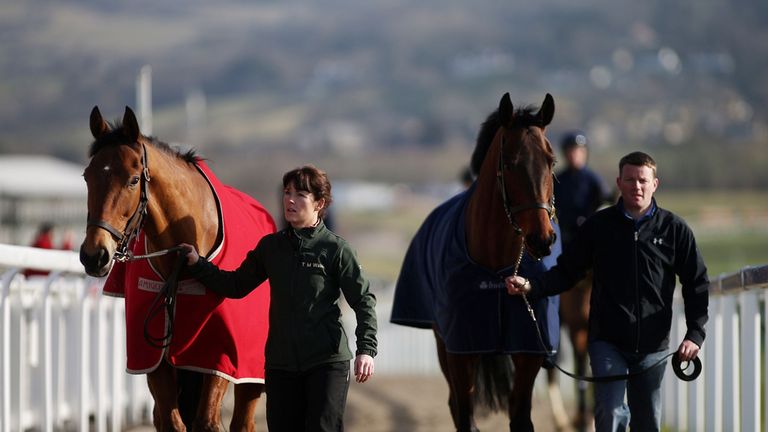 Horses make their way back from the gallops on Champion Day at Cheltenham Racecourse.