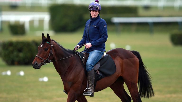 Hurricane Fly on the gallops at Cheltenham Racecourse.