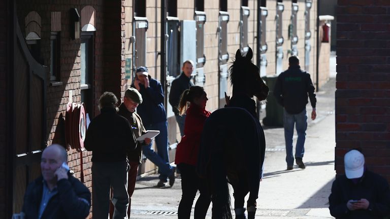Horses head towards the stables at Cheltenham Racecourse