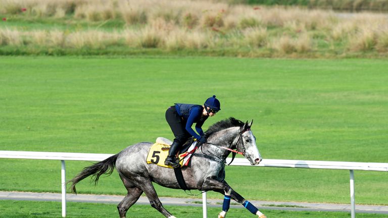 The Grey Gatsby: Caught the eye in work (Dubai Racing Club/Andrew Watkins) 