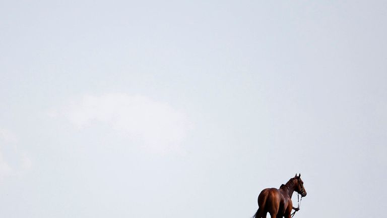  A horse makes its way back to the stables at Newmarket racecourse