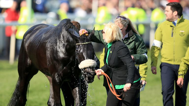Many Clouds is cooled down after victory in the Crabbie's Grand National