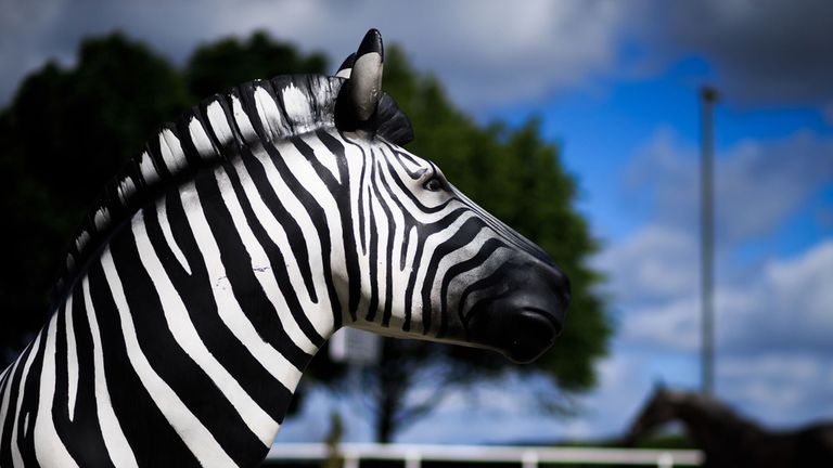 An Investec Zebra