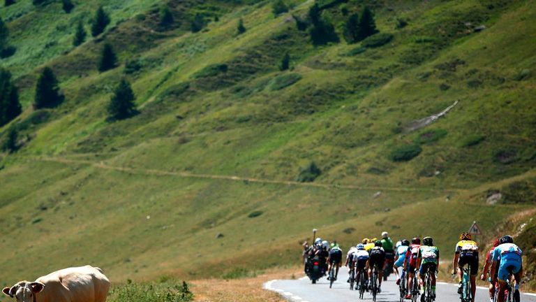 Cows, Tour de France, stage 11, Col du Tourmalet