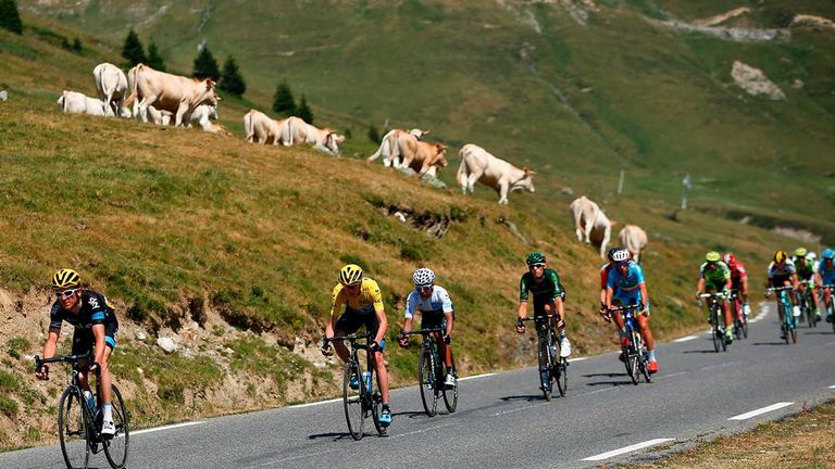 Chris Froome, Nairo Quintana, Vincenzo Nibali, cows, Tour de France, stage 11, Col du Tourmalet