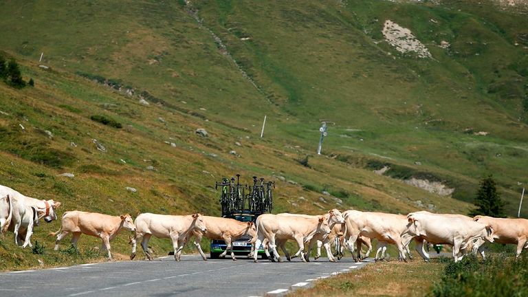 Cows, Tour de France, stage 11, Col du Tourmalet