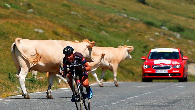 Warren Barguil, cows, Tour de France, stage 11, Col du Tourmalet