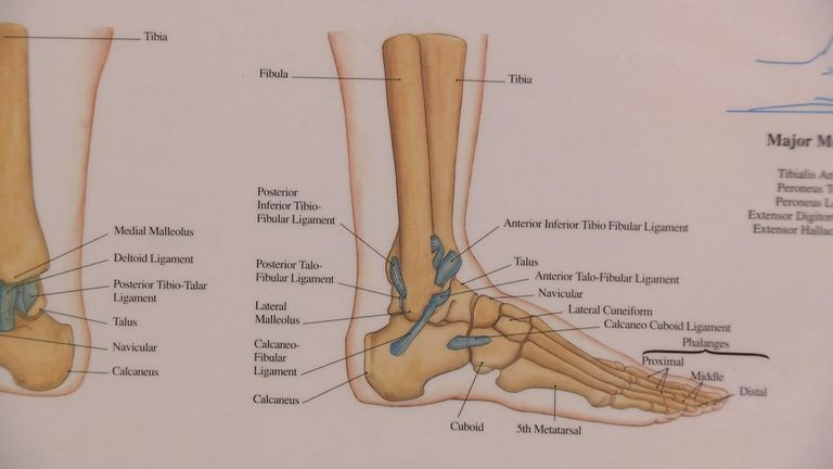 A diagram showing where the tibula and fibula bones are in your foot