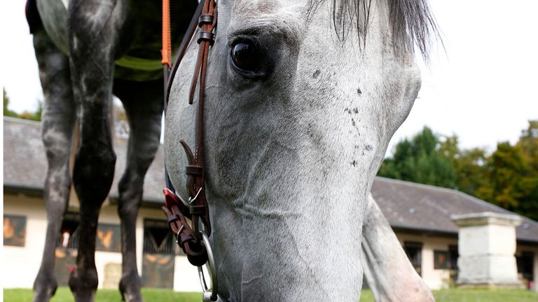 Solow has a pick of grass at his yard in Chantilly ready to go to Qipco British Champions Day at Ascot. (Pic: Dan Abraham/ Great British Racing)