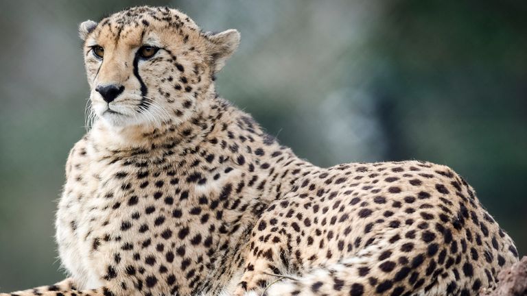 Holly fancies the idea of having the speed of a cheetah