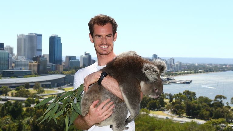 Andy Murray of Great Britain poses with Sunshine the Koala at Kings Park on December 31, 2015 in Perth, Australia.  (Photo