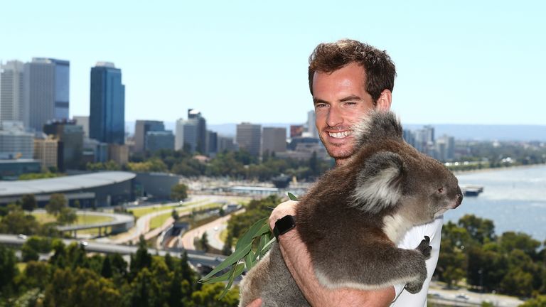 Andy Murray of Great Britain poses with Sunshine the Koala at Kings Park on December 31, 2015 in Perth, Australia.  (Photo