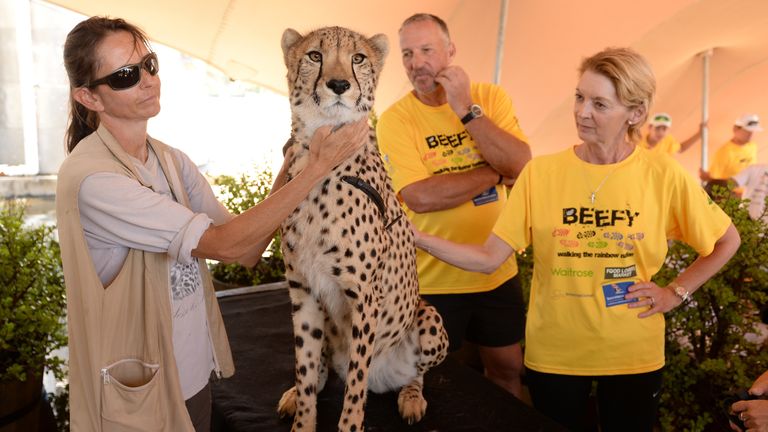 STELLENBOSCH, SOUTH AFRICA - DECEMBER 12:  In this handout image provided by Philip Brown, Sir Ian Botham and Lady Botham meet a cheetah