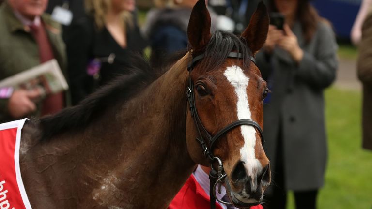 Faugheen in the parade ring after  winning The BHP Insurances Irish Champion Hurdle   during the BHP Insurances Irish Champion Hurdle day at Leopardstown R