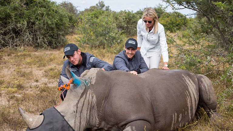 Broady and Finny stroke a rhino (pic copyright Investec Rhino Lifeline)