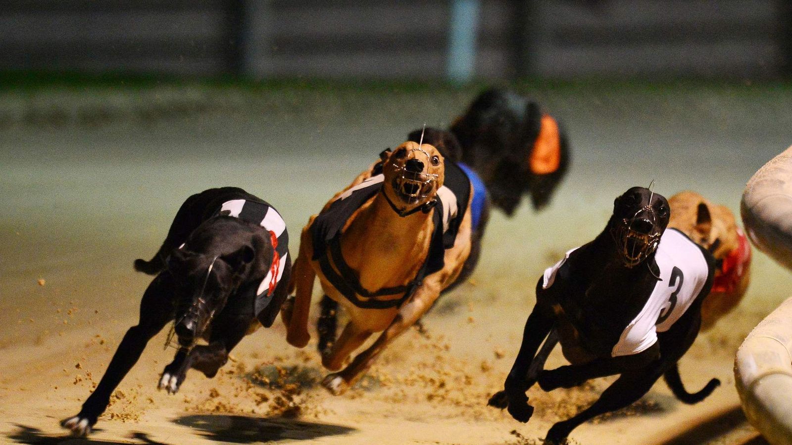 racing greyhound greyhounds wimbledon hare least continue six months next