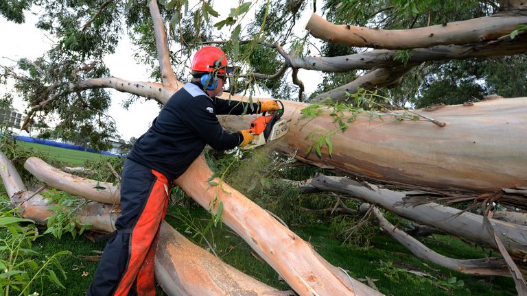 SAN DIEGO, CA - FEBRUARY 01:  Wayne Carpenter, superintendent of the North Course, uses a chainsaw to clear fallen trees from the 15th fairway before play 