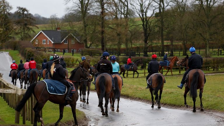 LAMBOURN, ENGLAND - FEBRUARY 22: A general view as horses return after galloping to Nicky Hendersons Seven Barrows Stables on February 22, 2016 