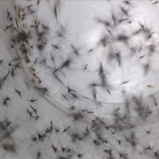 Zika warning over Florida