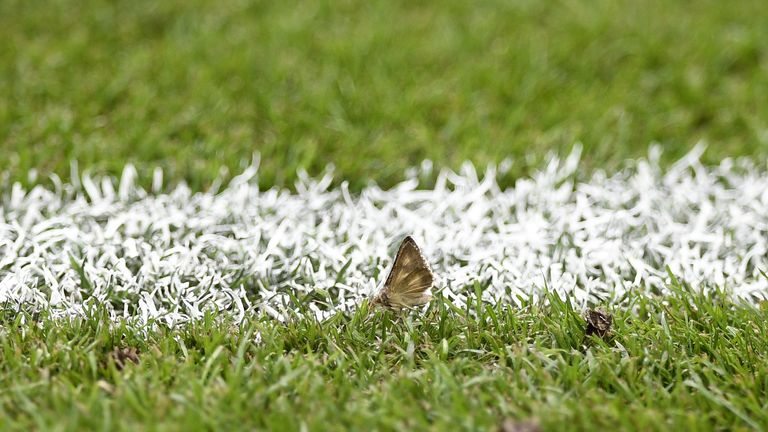 Moths rest on the Stade de France turf prior to the the Euro 2016 final between Portugal and France